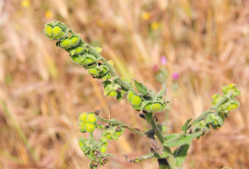 Cynoglossum creticum